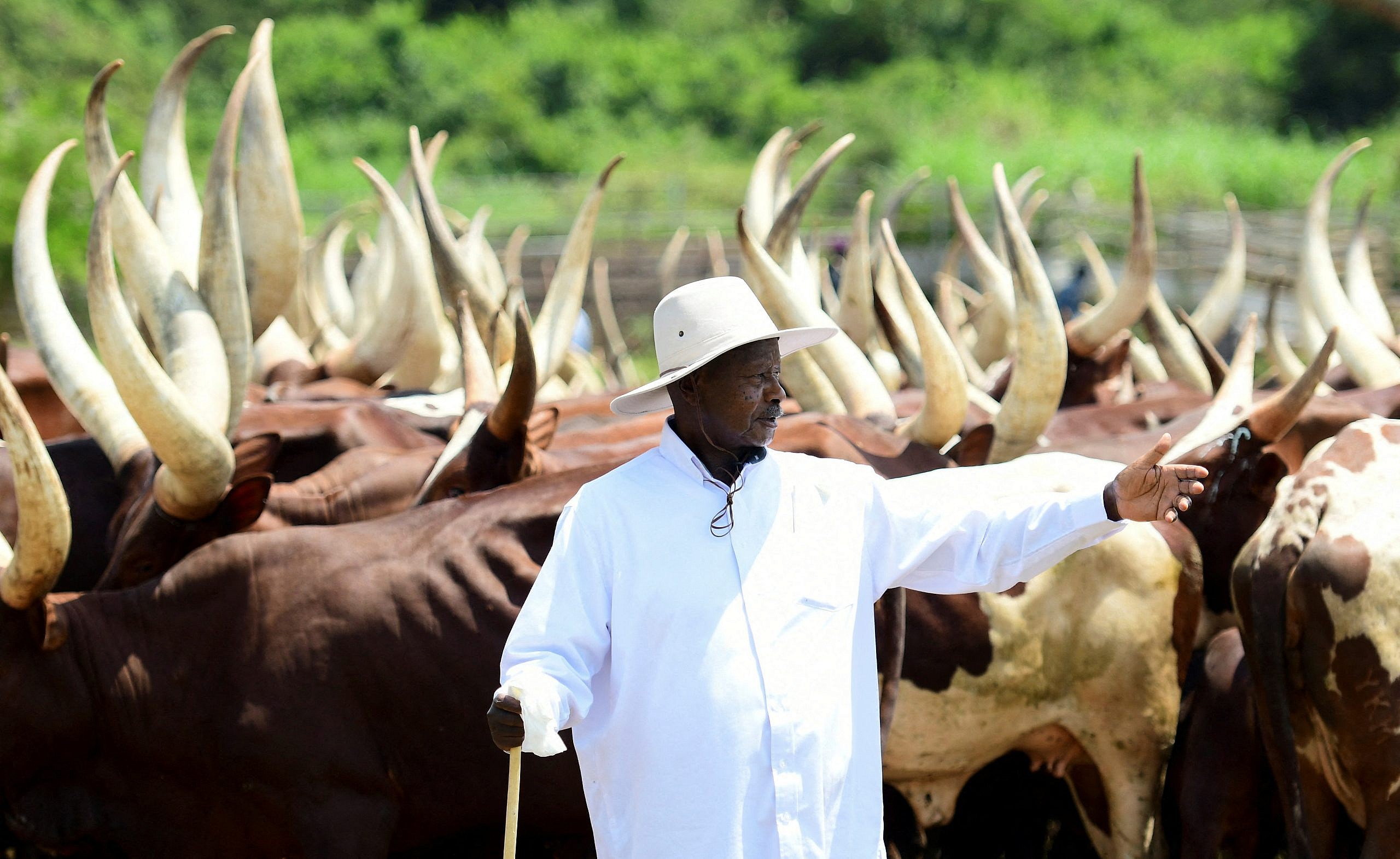 No Cows No Votes Uganda Government Allocates UGX 80 Billion for Cattle Restocking Program in Teso, Acholi, and Lango Regions