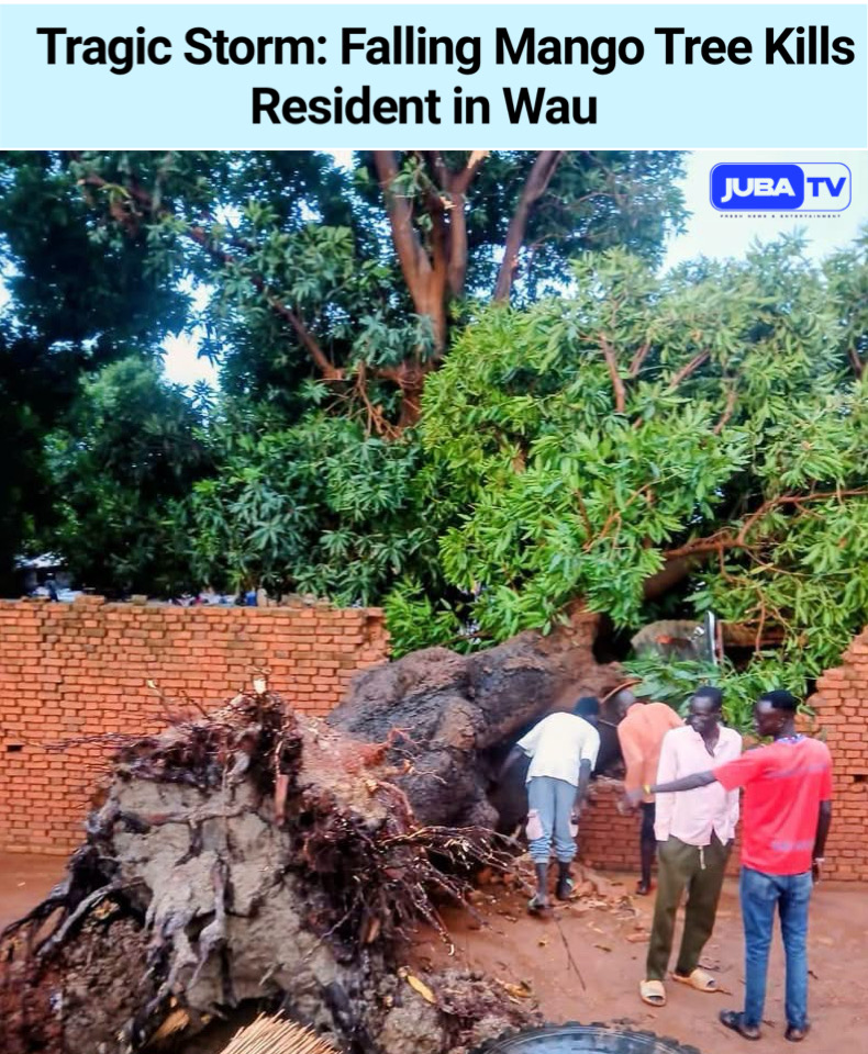 One Killed After Mango Tree Falls During Rainstorm in Wau